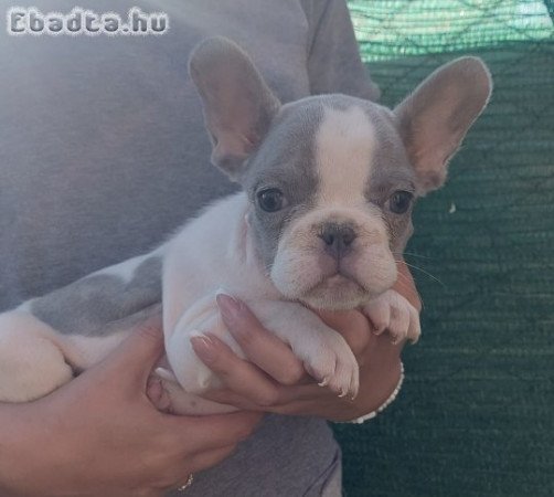 French bulldog puppies