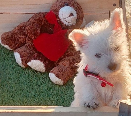 West highland white terrier