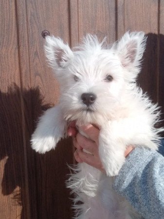 West highland white terrier