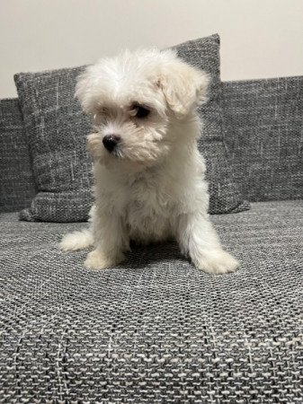 Bichon havanese