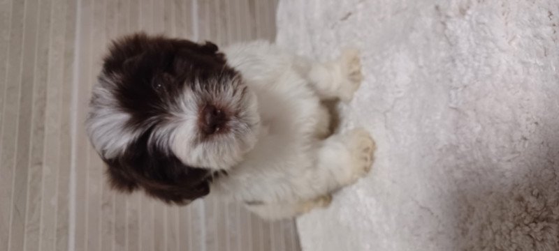 Bichon Havanese