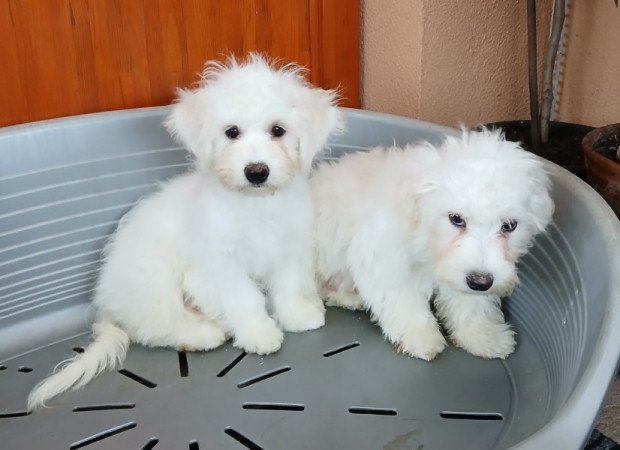 Bichon havanese