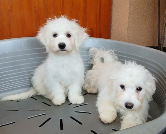 Bichon havanese