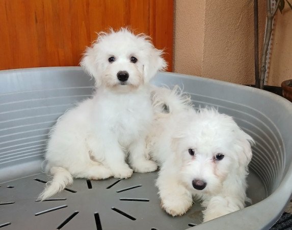 Bichon havanese