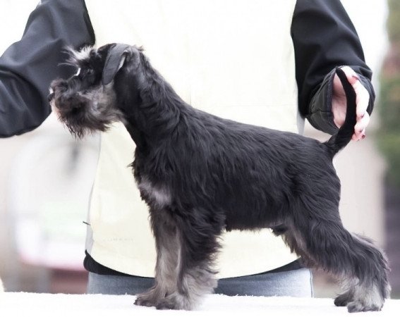 Törpe Schnauzer