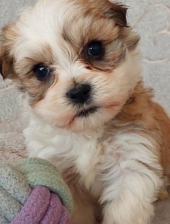 Bichon havanese