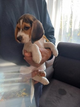 Beagle