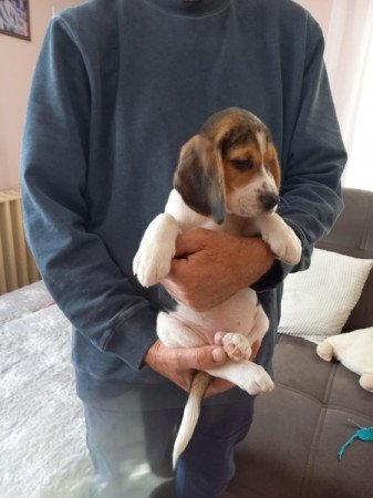 Beagle