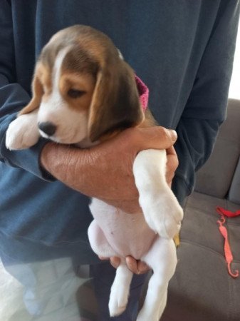 Beagle