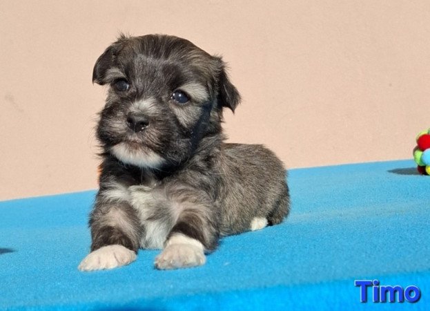 Bichon havanese