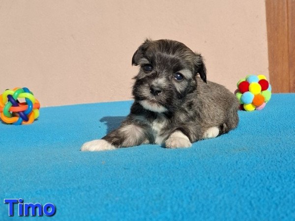 Bichon havanese