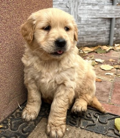 Golden retriever