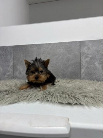 Yorkshire terrier