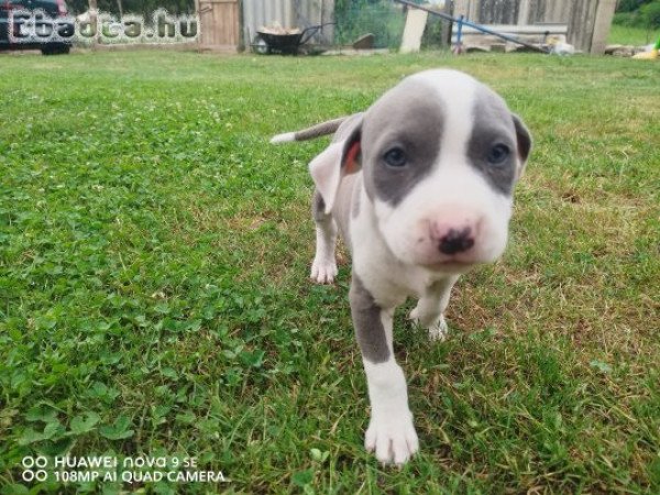 Amstaff  Terrier kiskutyák