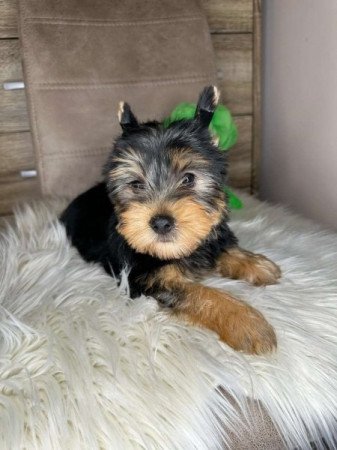 Yorkshire terrier