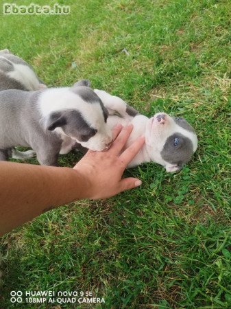 Amstaff  Terrier kiskutyák