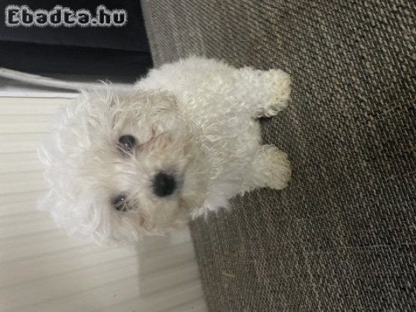 Bichon Bolognese kisfiú