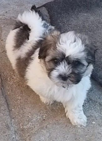 Bichon havanese