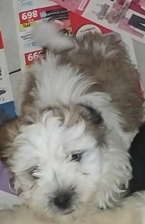 Bichon havanese