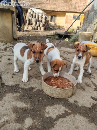 Fox terrier kiskutya