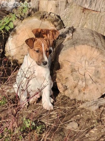 Fox terrier kiskutya