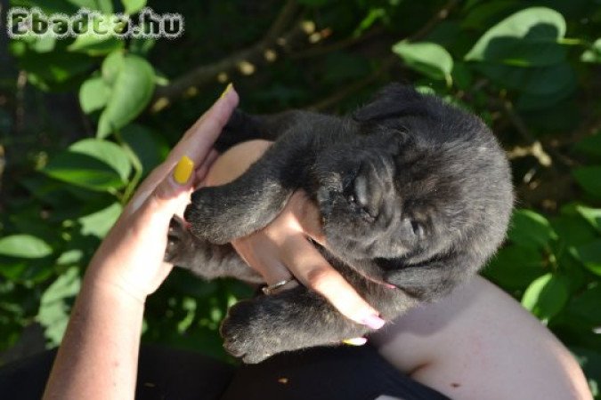 Cane Corso kislányok