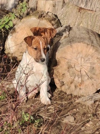 Foxterrier