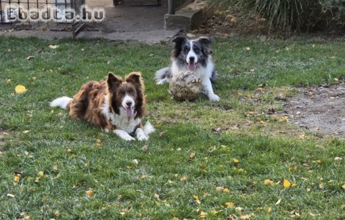 Border collie kölykök