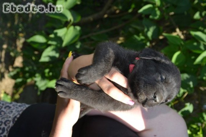 Cane Corso kislányok