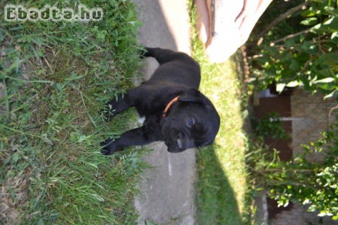 Cane Corso kislányok