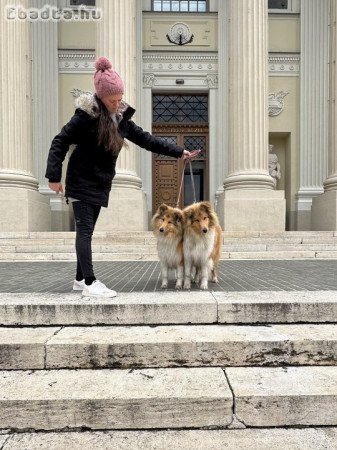 Skót juhászkölykök tenyésztőtől