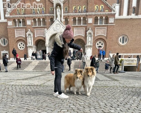 Skót juhászkölykök tenyésztőtől