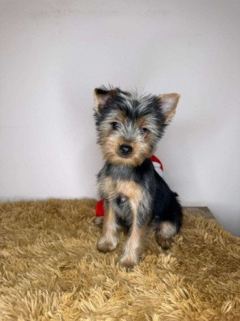 Yorkshire terrier