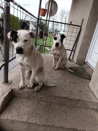 Amerikai staffordshire terrier kutyák