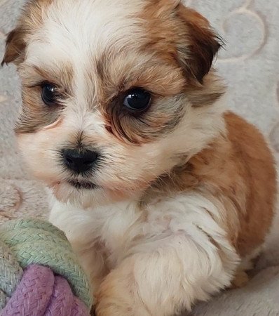 Bichon havanese