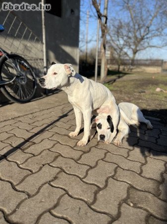 Amerikai staffordshire terrier kutyák