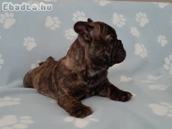 eladó francia bulldog brindle merle