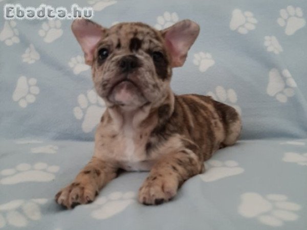 eladó francia bulldog brindle merle