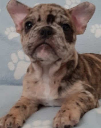 francia bulldog