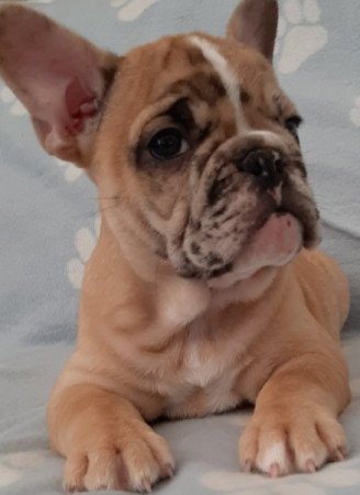 francia bulldog