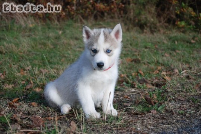 Gyönyörű fajtatiszta SZIBÉRIAI HUSKY kölykök