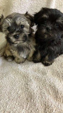 bichon havanese