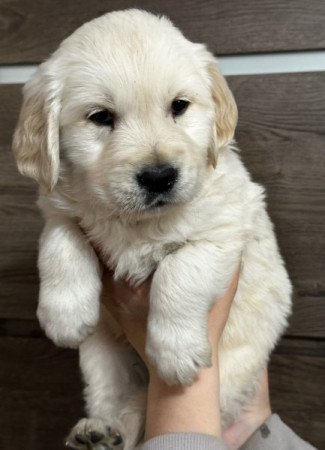 Golden Retriever