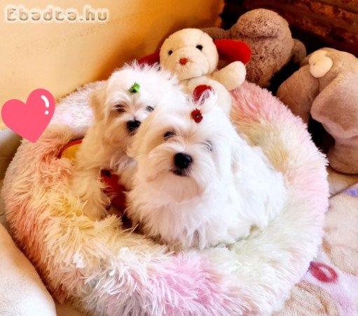 Gyönyörűszép Bichon Havanese kiskutyák eladók