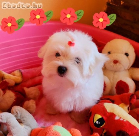 Gyönyörűszép Bichon Havanese kiskutyák eladók