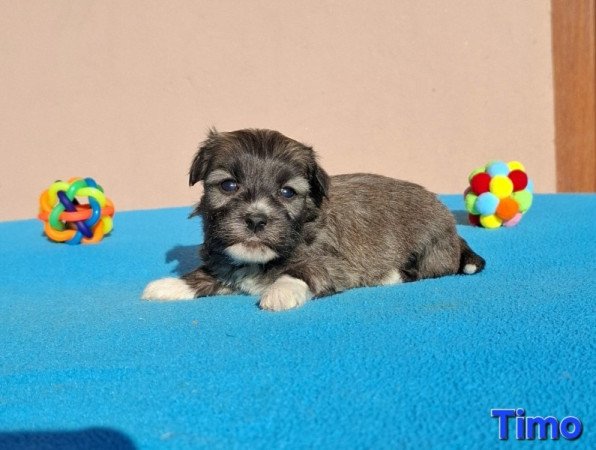 Bichon havanese