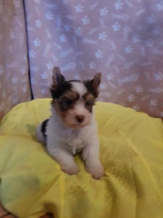 Yorkshire terrier biewer csoki