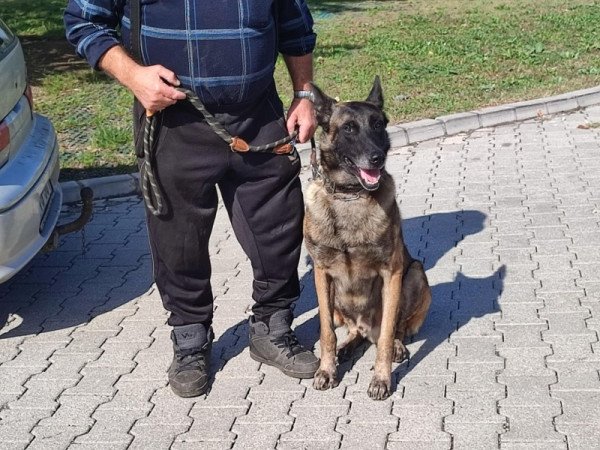 Malinoas Mali belga juhász