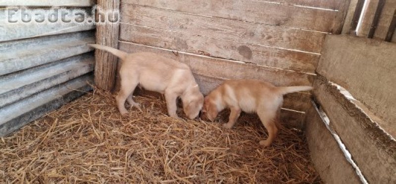 Labrador eladó