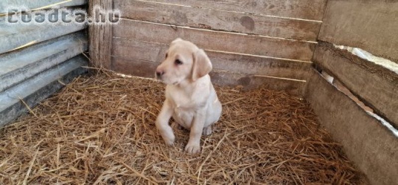 Labrador eladó